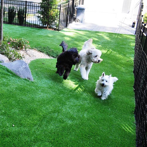 dogs on artificial grass
